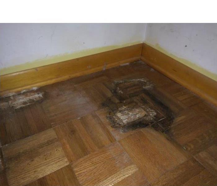 Mold damage on a floor