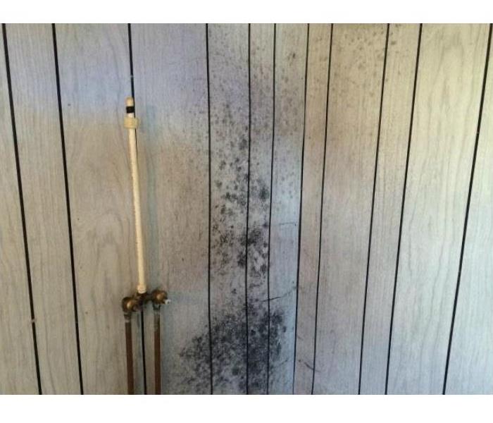Mold on walls of home
